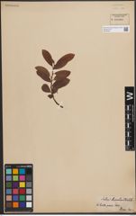 Foto von Salix discolor Muhl.